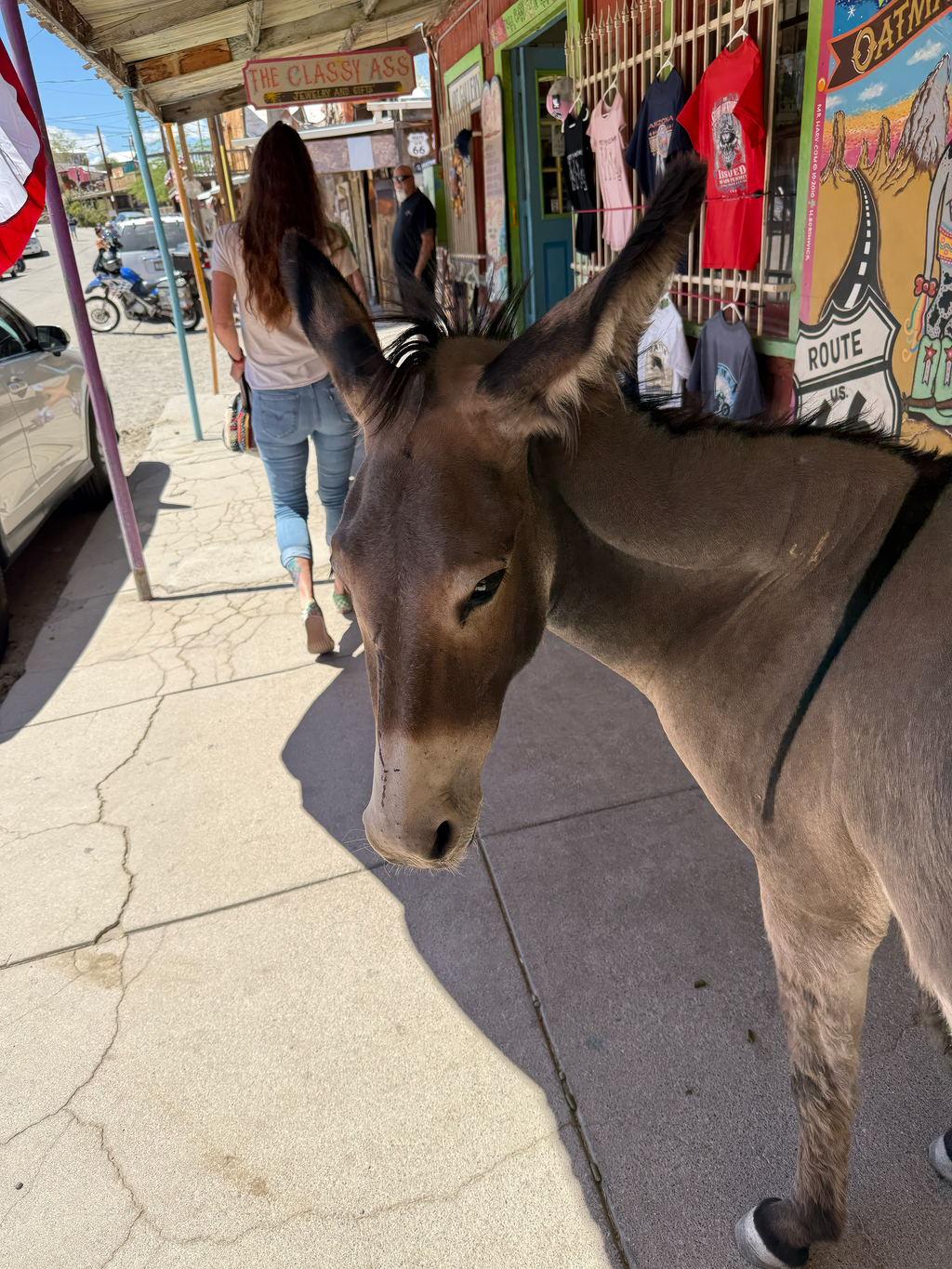 The Classy Ass - Diego the burro - Oatman Arizona Photography | Rustic Street Photography, Funny Animal Photo Print