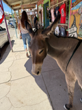The Classy Ass - Diego the burro - Oatman Arizona Photography | Rustic Street Photography, Funny Animal Photo Print
