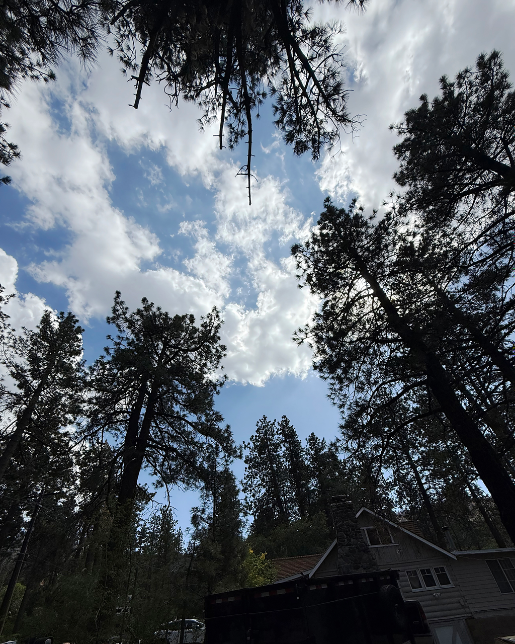 Wrightwood Sky Through the Trees — Nature Wall Art