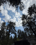 Wrightwood Sky Through the Trees — Nature Wall Art