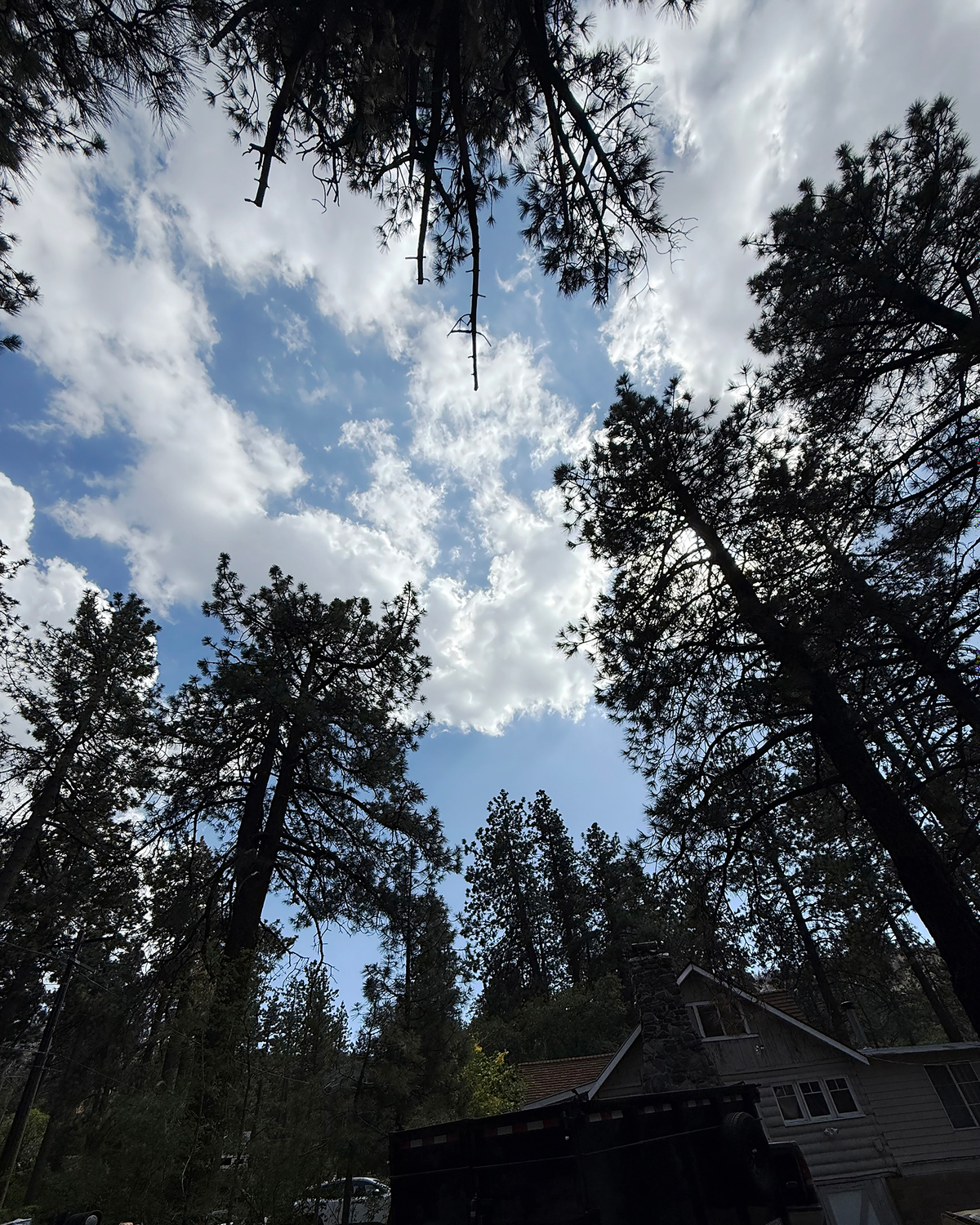 Wrightwood Sky Through the Trees — Nature Wall Art