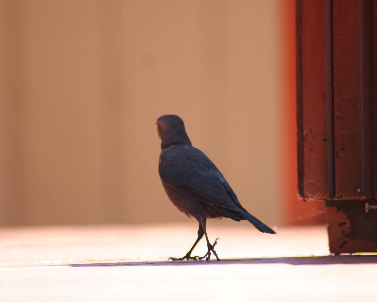 Walking Bird at Lake Tahoe — Wildlife Wall Art