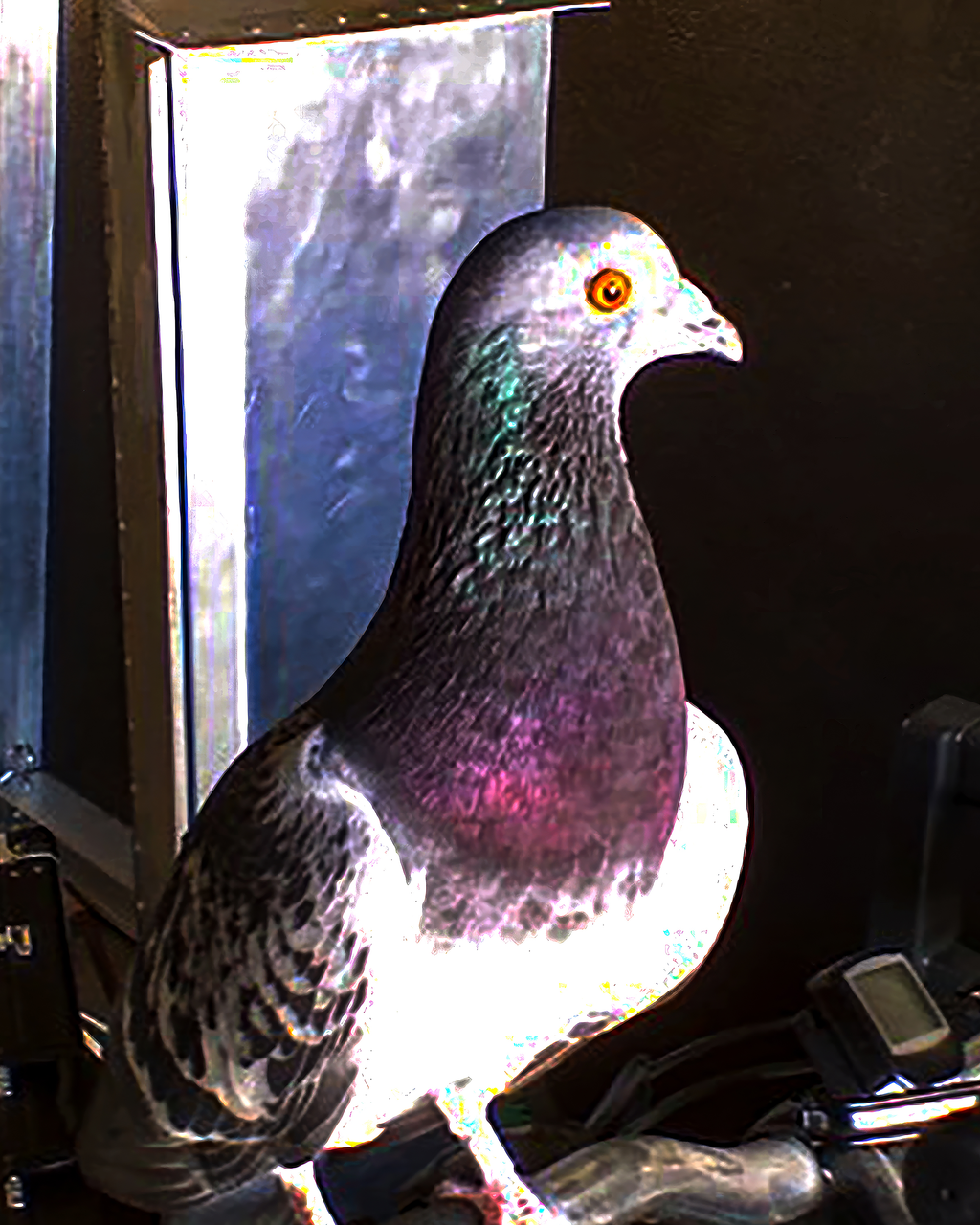 Pigeon Portrait — Urban Wildlife Wall Art